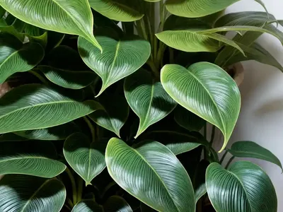 Brazil Philodendron (Philodendron Hederaceum)