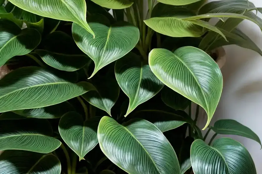 Brazil philodendron (philodendron hederaceum)