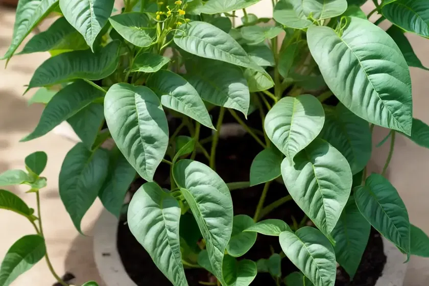 Brazilian nightshade (solanum seaforthianum) — photo 2