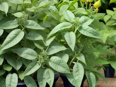 Brazilian Nightshade (Solanum Seaforthianum)