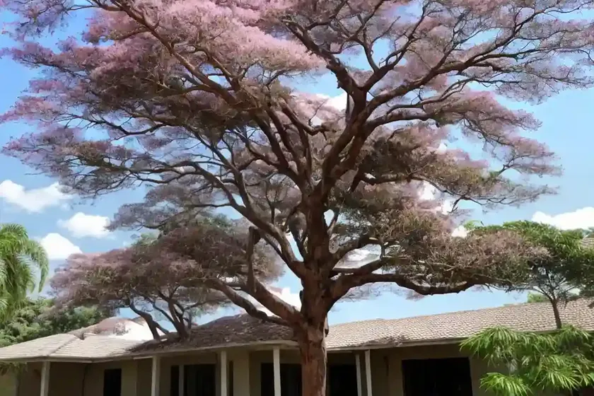 Brazilian rain tree (pithecellobium tortum) — photo 2