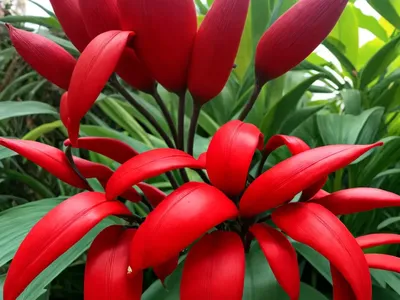 Brazilian Red Cloak (Megaskepasma Erythrochlamys)