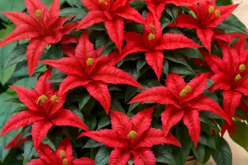 Brazilian red hots (alternanthera dentata) — photo 2