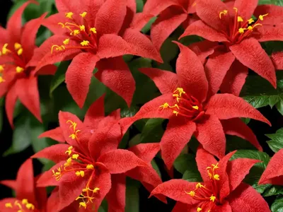 Brazilian Red Hots (Alternanthera Dentata)