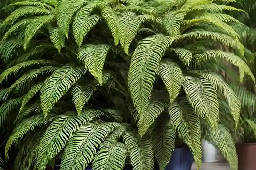 Brazilian tree fern (blechnum brasiliense) — photo 3