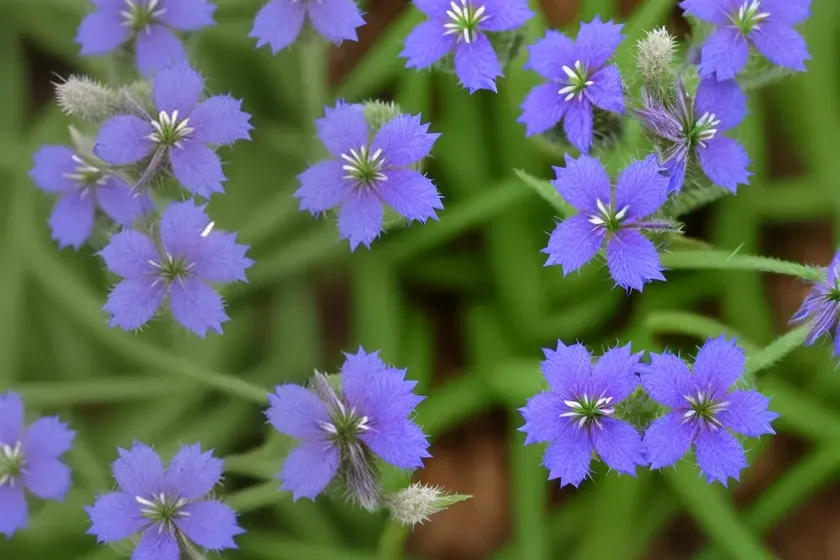 Breckland speedwell (veronica praecox) — photo 3
