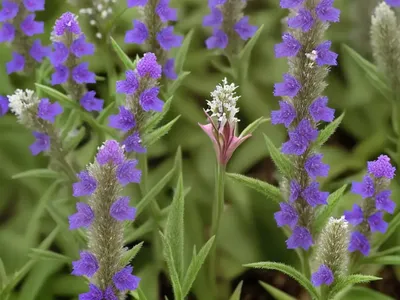 Breckland Speedwell (Veronica Praecox)