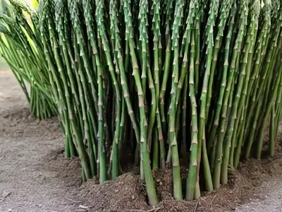 Bridal-creeper (Asparagus Asparagoides)