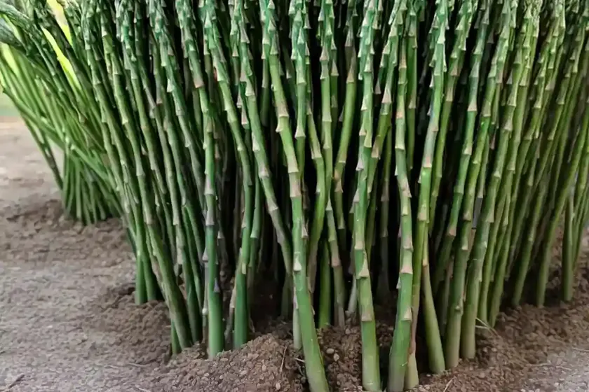 Bridal-creeper (asparagus asparagoides)