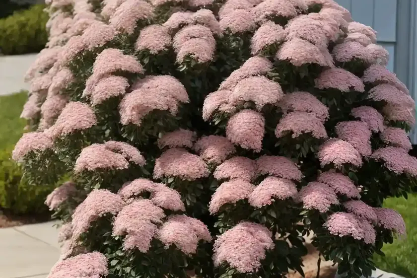 Bridal wreath spiraea (spiraea prunifolia) — photo 2