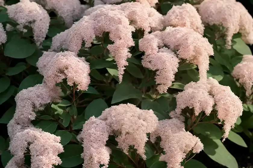 Bridal wreath spiraea (spiraea prunifolia) — photo 3
