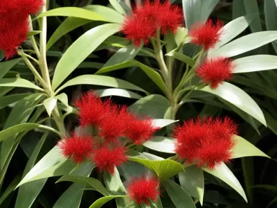 Bristle-leaved Red Top (Melinis Nerviglumis)