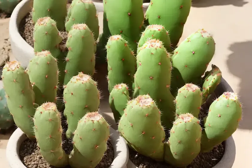 Brittle cactus (opuntia fragilis) — photo 2