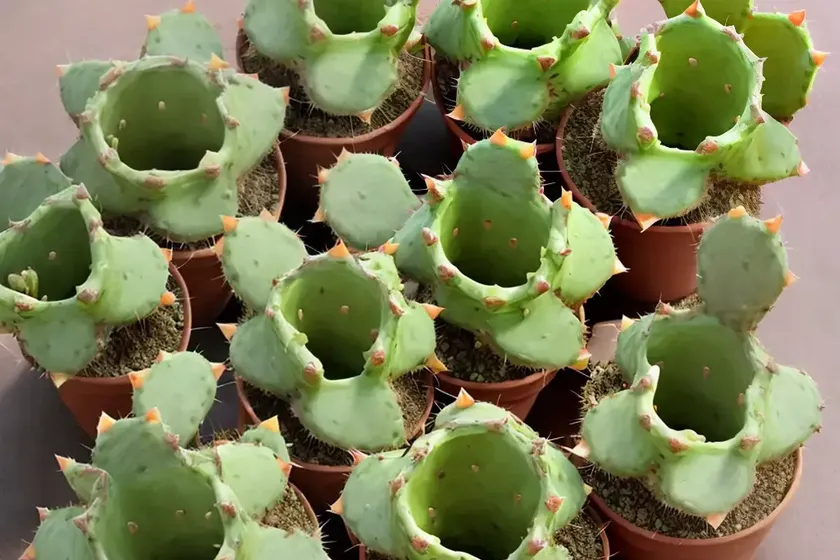 Brittle cactus (opuntia fragilis) — photo 3