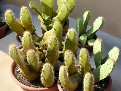 Brittle Cactus (Opuntia Fragilis)