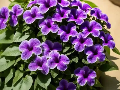 Britton’s Wild Petunia (Ruellia Caerulea Morong)