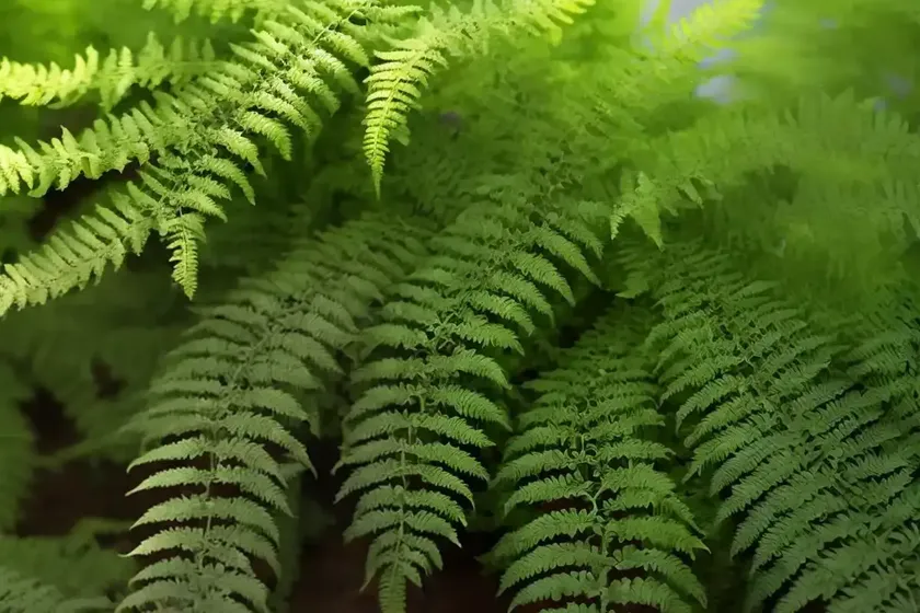 Broad buckler fern (dryopteris dilatata) — photo 2
