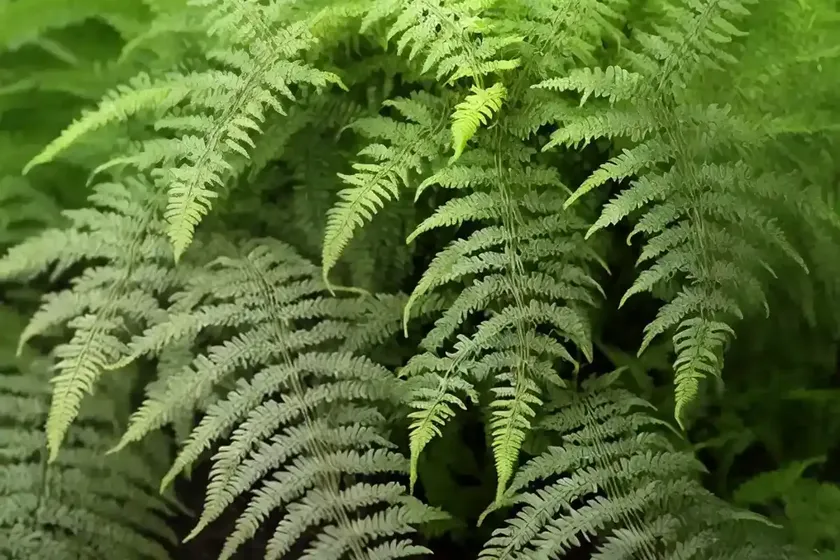Broad buckler fern (dryopteris dilatata) — photo 3