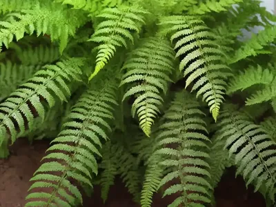 Broad Buckler Fern (Dryopteris Dilatata)