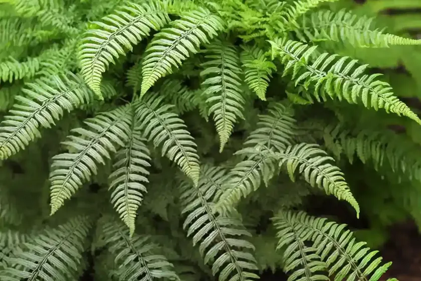 Broad buckler fern (dryopteris dilatata ‘lepidota cristata’) — photo 2