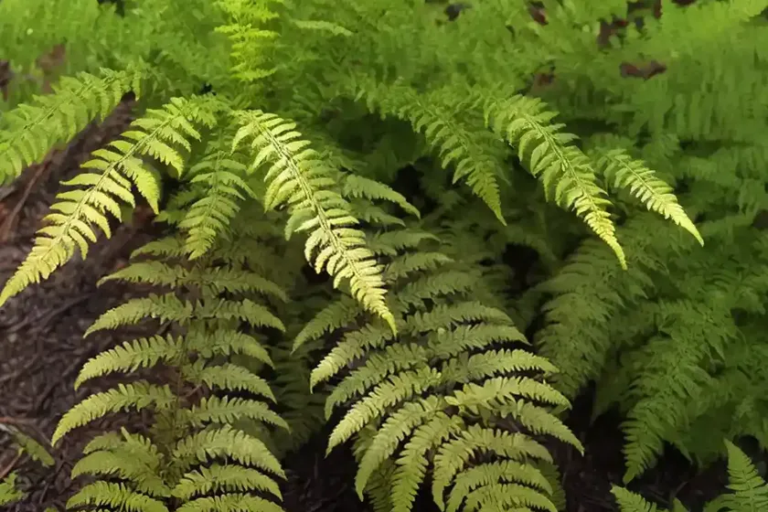 Broad buckler fern (dryopteris dilatata ‘lepidota cristata’) — photo 3