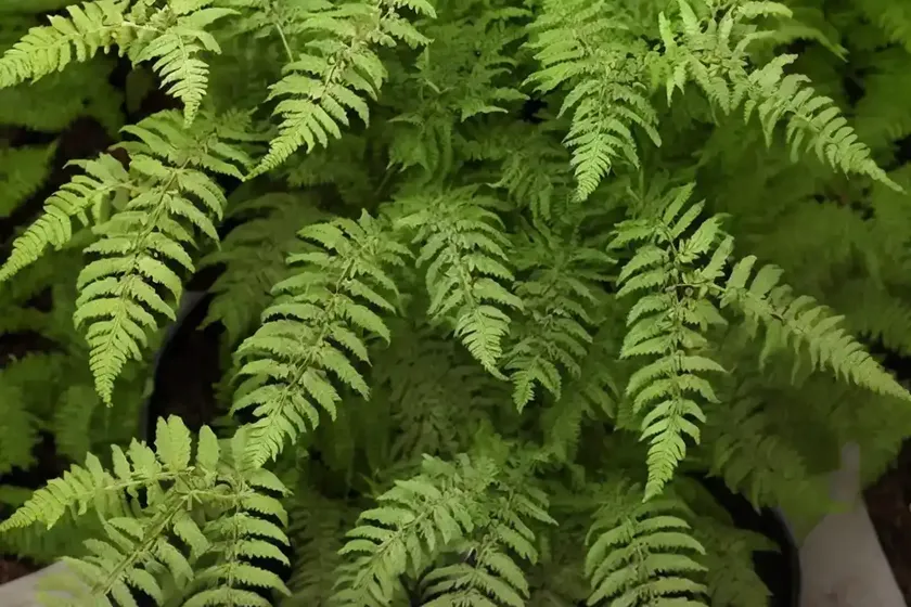 Broad buckler fern (dryopteris dilatata ‘lepidota cristata’)