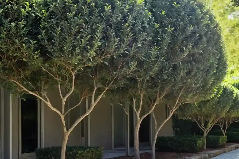Broad-leaf privet (ligustrum lucidum) — photo 2