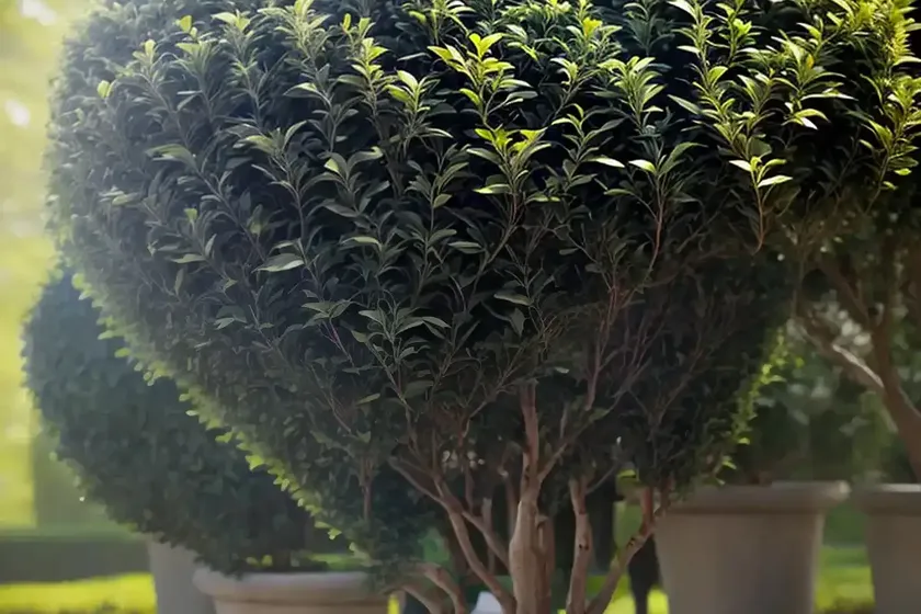 Broad-leaf privet (ligustrum lucidum) — photo 3