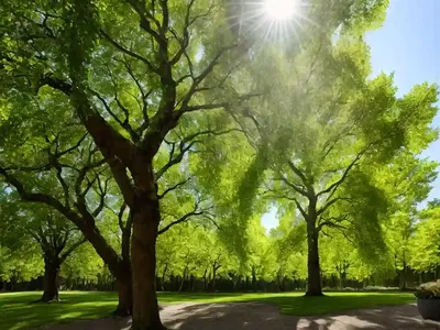 Broad-leaved Linden (Tilia Platyphyllos)