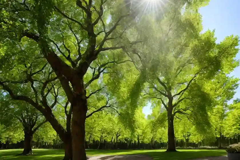Broad-leaved linden (tilia platyphyllos)