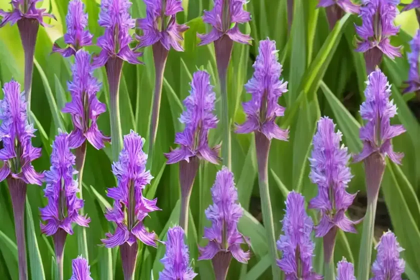 Broad-leaved marsh orchid (dactylorhiza majalis) — photo 3