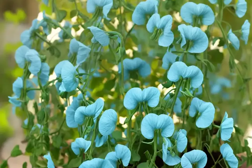 Broad-leaved sweet pea (lathyrus latifolius) — photo 2