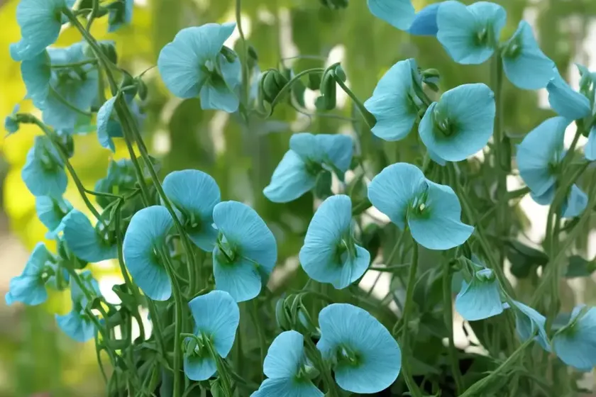 Broad-leaved sweet pea (lathyrus latifolius) — photo 3