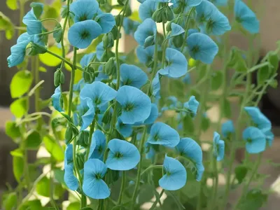 Broad-leaved Sweet Pea (Lathyrus Latifolius)