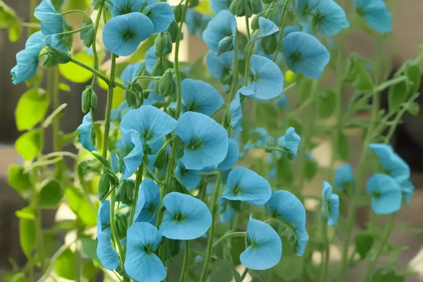 Broad-leaved sweet pea (lathyrus latifolius)