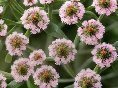 Broadleaf Cottonrose (Filago Pyramidata)