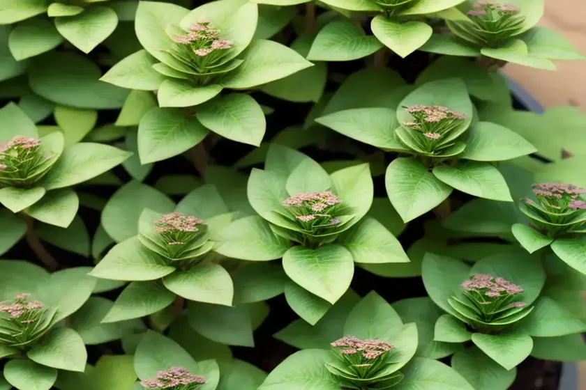 Broadleaf spurge (euphorbia platyphyllos) — photo 2