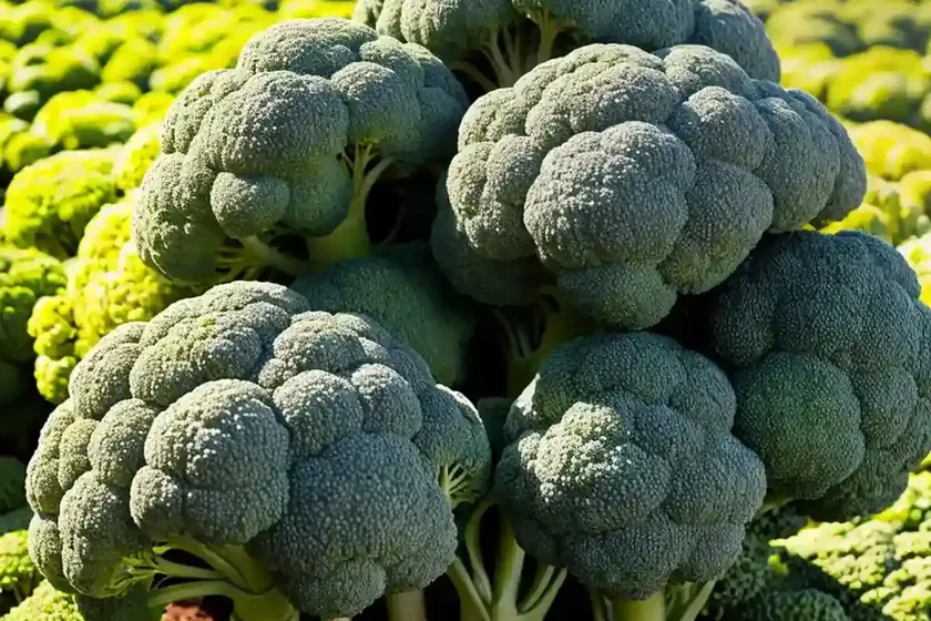 Broccoli (brassica oleracea var. italica) — photo 2
