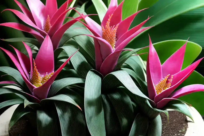 Bromeliad (bromeliaceae)