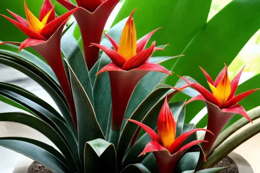 Bromeliad guzmania (bromeliaceae guzmania rana) — photo 3
