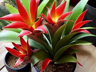 Bromeliad Guzmania (Bromeliaceae Guzmania Rana)