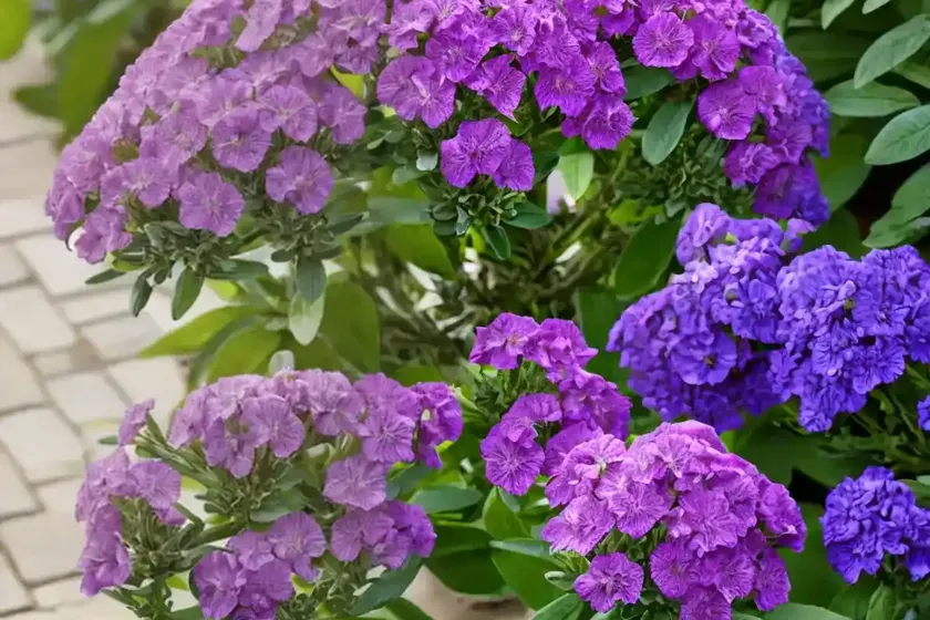 Brompton stock (matthiola incana) — photo 3