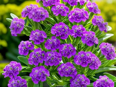 Brompton Stock (Matthiola Incana)