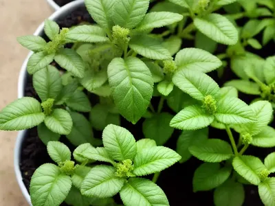 Brookweed (Samolus Valerandi)