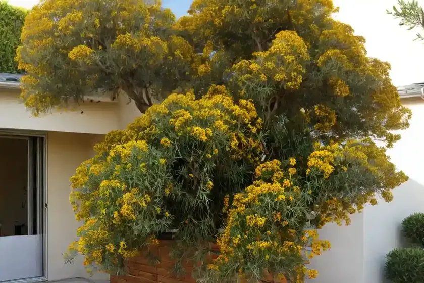 Broom tea tree (leptospermum scoparium) — photo 2