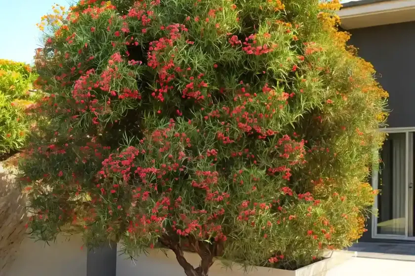 Broom tea tree (leptospermum scoparium) — photo 3