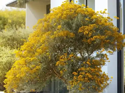 Broom Tea Tree (Leptospermum Scoparium)