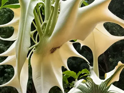 Brugmansia Suaveolens (Angel’s Trumpet)