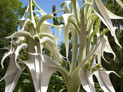 Brugmansia X Cubensis ‘Charles Grimaldi’ (Angel’s Trumpet)