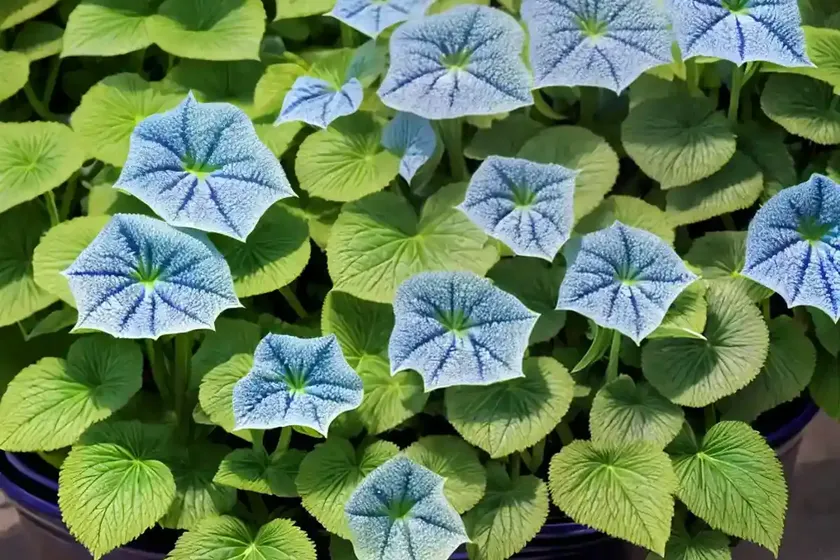 Brunnera macrophylla ‘diane’s gold’ (siberian bugloss) — photo 2